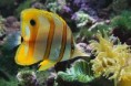 /album/photogallery/fish-jpg/